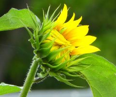 sunflower