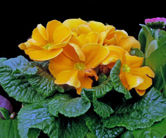 BLÜTEN