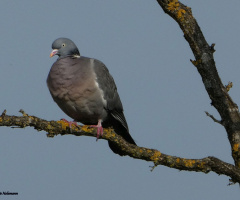 dove