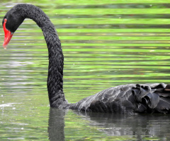 Cisne Negro