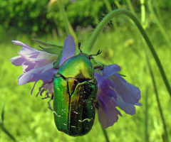 BLÜTE MIT BESUCH