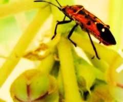 Colourful Bug