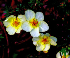BLÜTEN