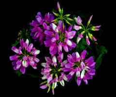 BLÜTEN