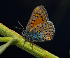 Ateş