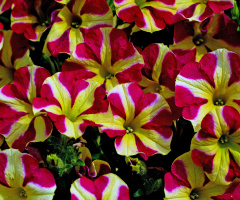BLÜTEN