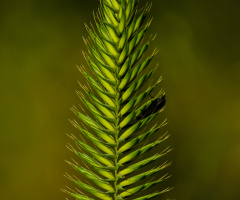 seeds