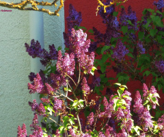 Lilac