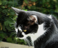 Neighbour's cat 