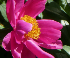 blossom