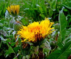 BLÜTEN