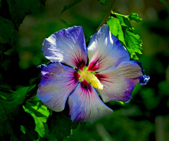 BLÜTE