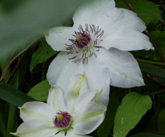 Clematis