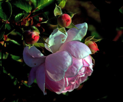 BLÜTE
