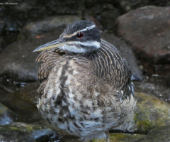 sunbittern (Eurypyga helias)
