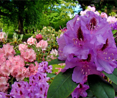 BLÜTEN