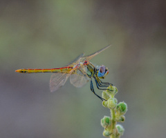 dragonfly 2