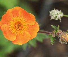Orange ...