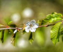 White and Green