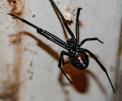 Black Widow