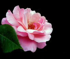 BLÜTE