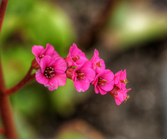 Blomster i Tivoli - Kbh - Danmark.