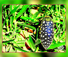 Beautiful Beetle 