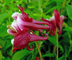 BLÜTEN