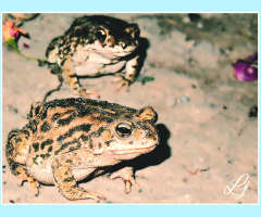 Toad 'napping: :D