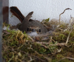 Rotschwänzchen in Nest