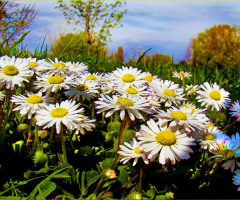 BLÜTEN