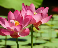 Flor de Lotus