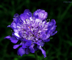 blue