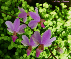 orchids