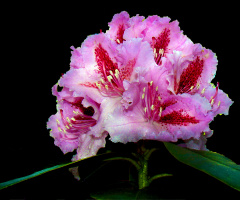 BLÜTEN