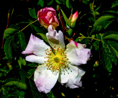 BLÜTEN