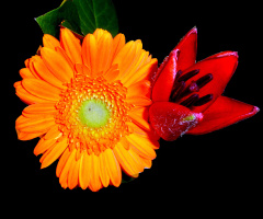 BLÜTEN