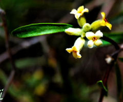 Tiny wild beauty ❤️