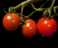 TROPFEN