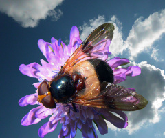 BLÜTE MIT BESUCH