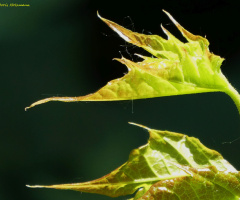Leaves with cobwebs