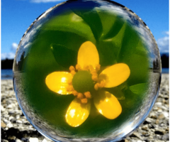 Some experiment ❤️⚜️