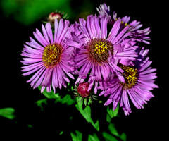 BLÜTEN