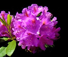 BLÜTEN