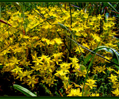BLÜTEN