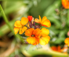 Blomster i Tivoli - København - Danmark