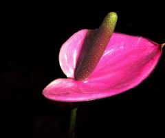 BLÜTE
