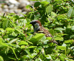 sparrow