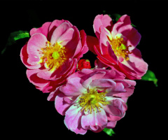 BLÜTEN