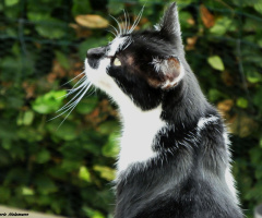Neighbour's cat 